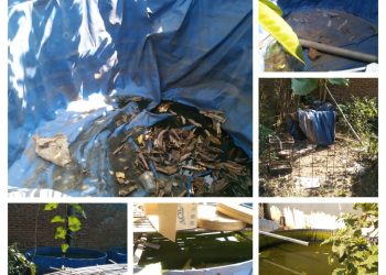 Anggaran Ketahanan Pangan Desa Kenongo Perlu Di Pertanyakan. Pembelian Lele.