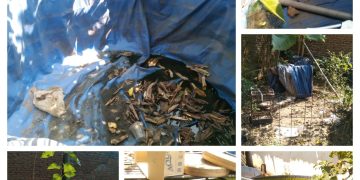 Anggaran Ketahanan Pangan Desa Kenongo Perlu Di Pertanyakan. Pembelian Lele.