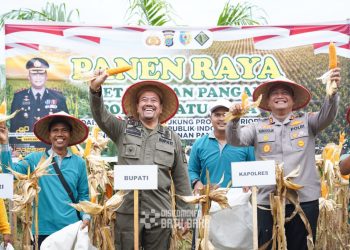 Dukung Program Ketahanan Pangan, Bupati Batu Bara Lakukan Panen Raya Jagung