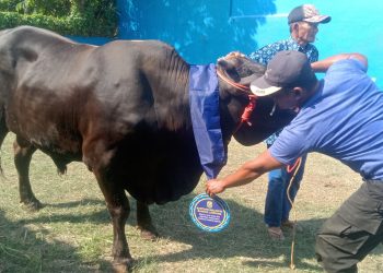 Wali Kota Eva Dwiana Salurkan 93 Hewan Kurban