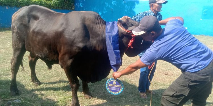 Wali Kota Eva Dwiana Salurkan 93 Hewan Kurban