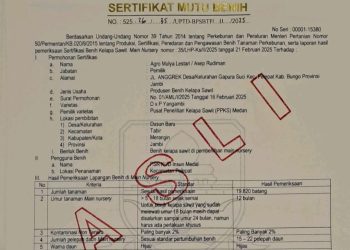 Program PSR Mulya Bakti Pelepat Gagal Tanam, Kondisi Bibit Sawit Banyak Yang Meranggas