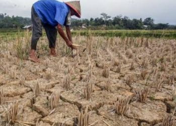 Pertanian Desa Kembang Sari Produktif, Warga Mengharapkan Bantuan Pompa Air untuk Meningkatkan Hasil Panen