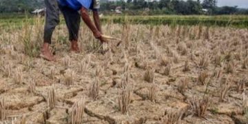 Pertanian Desa Kembang Sari Produktif, Warga Mengharapkan Bantuan Pompa Air untuk Meningkatkan Hasil Panen