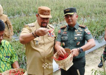 Tingkatkan Kesadaran Masyarakat tentang Pentingnya Ketahanan Pangan, Bupati Batu Bara dan Forkopimda Lakukan Panen Cabai Bersama
