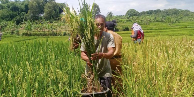 Kado Istimewa Hari Tani Nasional 2025, Bupati Ade Kunang Persembahkan Perda LP2B untuk Sejahterakan Petani