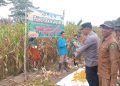 PEMERINTAHAN DESA DUSUN BARU, PANEN RAYA JAGUNG, SALAH SATU PROGRAM KETAHAN PANGAN NASIONAL