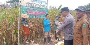 PEMERINTAHAN DESA DUSUN BARU, PANEN RAYA JAGUNG, SALAH SATU PROGRAM KETAHAN PANGAN NASIONAL