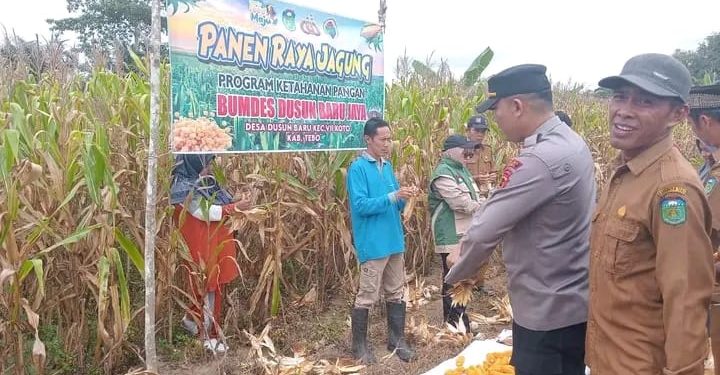 PEMERINTAHAN DESA DUSUN BARU, PANEN RAYA JAGUNG, SALAH SATU PROGRAM KETAHAN PANGAN NASIONAL