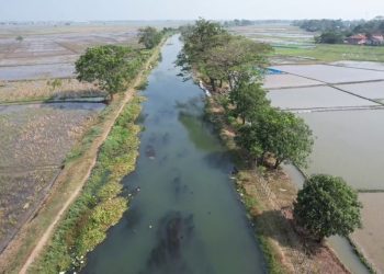 Ratusan Hektare Sawah Terdampak Kekeringan, Camat Pebayuran Berharap Ada Solusi Permanen