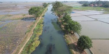 Ratusan Hektare Sawah Terdampak Kekeringan, Camat Pebayuran Berharap Ada Solusi Permanen